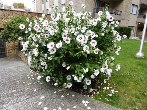Гибискус Ред Харт (Hibiscus syriacus Red Heart)