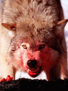Volk