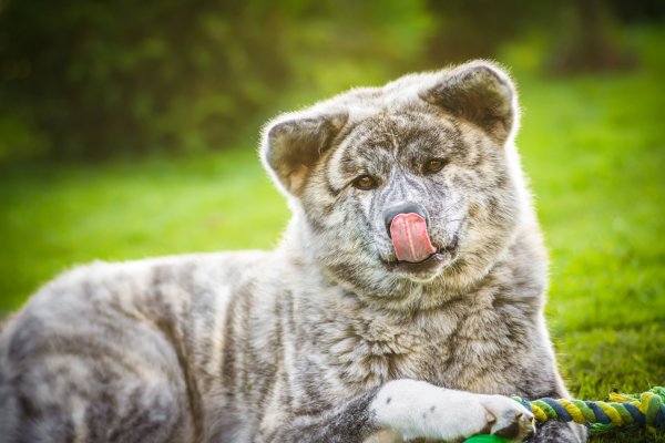 akita-akita-inu-sobaka-lezhit-seraia-morda-vzgliad-portret-i