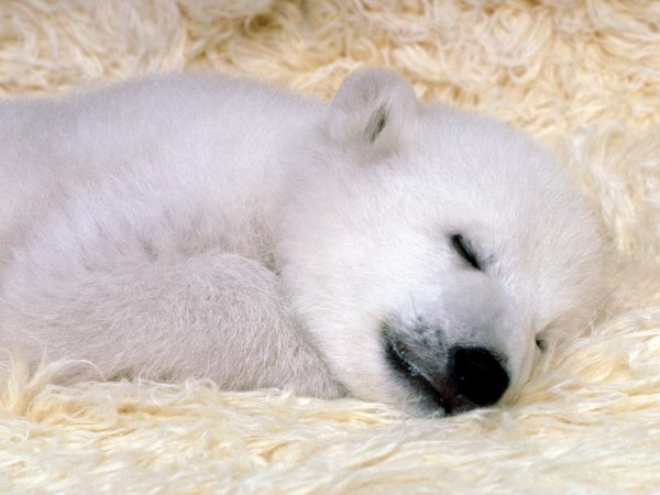 file_82442012