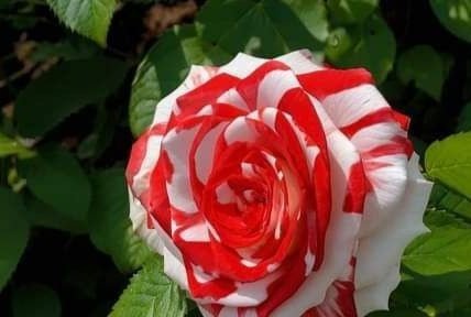 IMG 20240629 005618