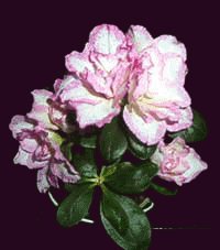 file_85269073