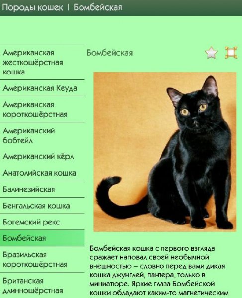Породы кошек 1.0.MultiPatch