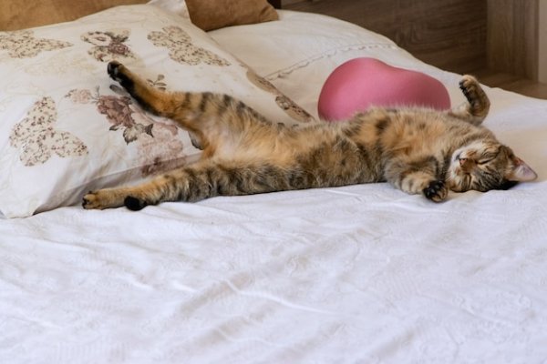 Cat-lying-bed-xing-bedtime-comfortable-furniture 291162-413