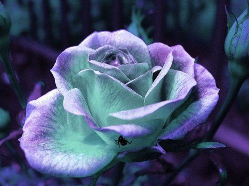 file_86463504