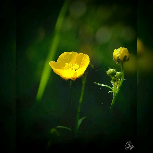 file_96750230