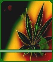 Cannabis7.1