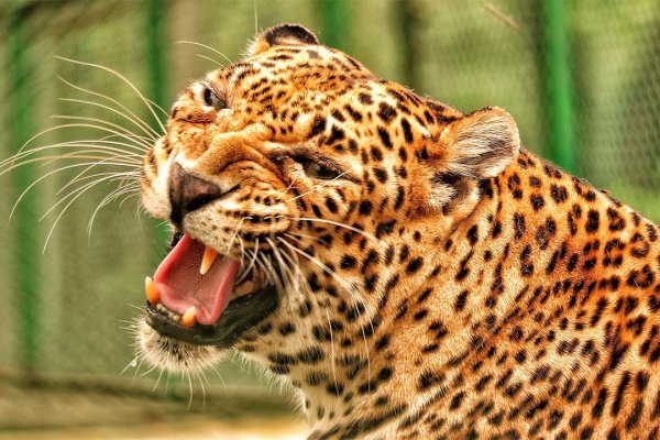 Animals 6