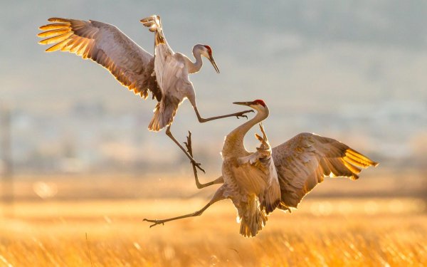 миграция Sandhill Cranes..file