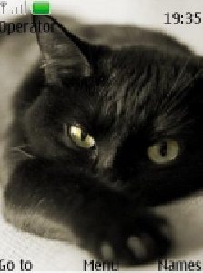 blackkat