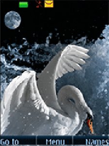 swans