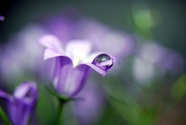 Image (53)