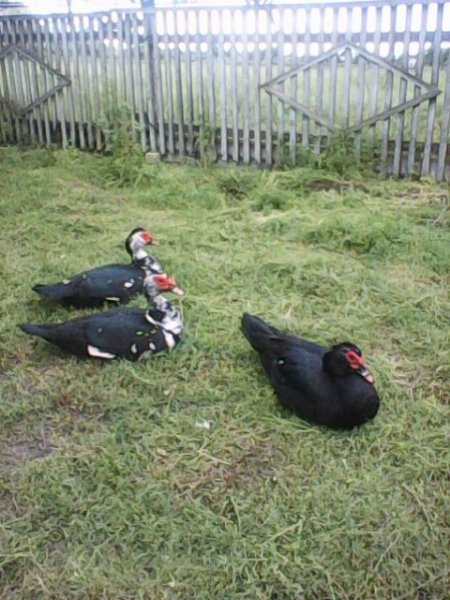 Photo0245