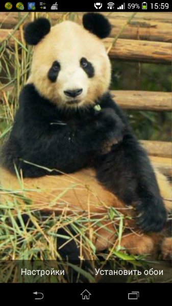 PandaChews