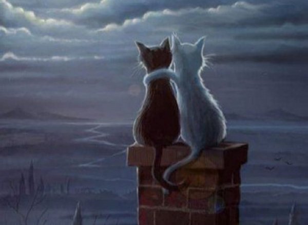 Коты на крыше, точнее на трубе