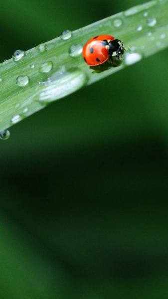 wallpaper 480x854 10 6