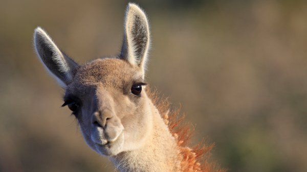 LlamaDay ROW4693372268 UHD
