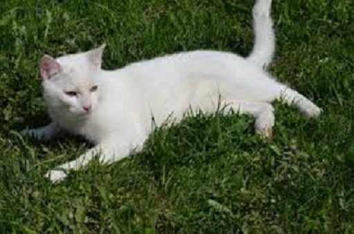 Белый кот. (6)