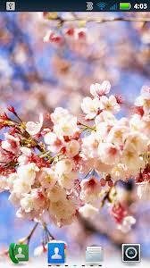 Cherry blossoms Live Wallpaper
