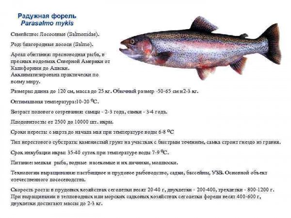 О радужной форели (рыбакам)