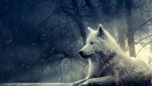 Wallpapers 1497