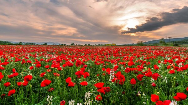 file_93721897