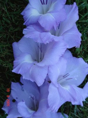 file_85268903