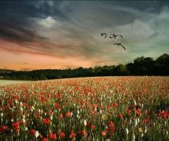 Beauty Panorama 1.0.0