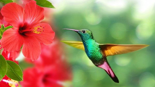 Kolibri and hibiscus