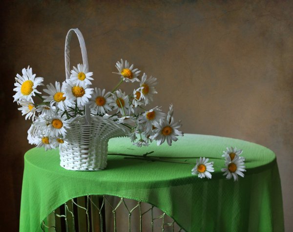 romashki-tsvety-korzina-stol