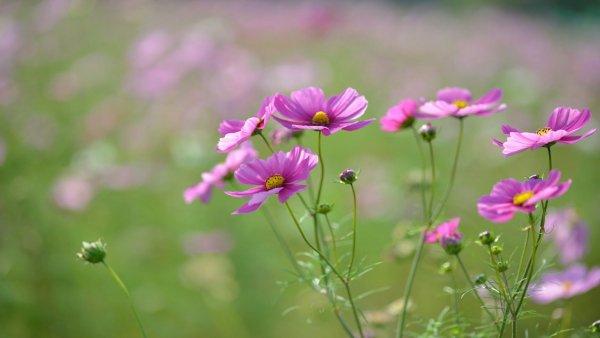 file_83236699