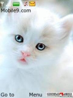 bluelov dvsporxr