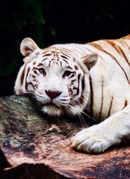 Rg2W5a
