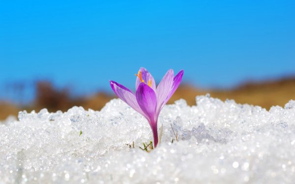 Flowers in the Snow 3