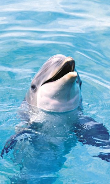 animals-480x800-0017