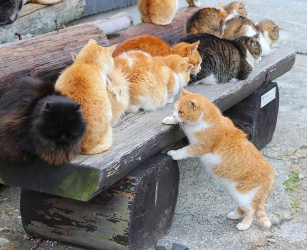 Коты