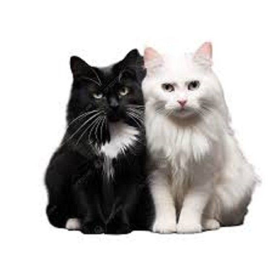 Кот и кошка. (2)