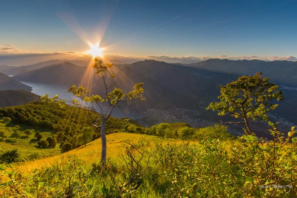 деревья закат Lombardy