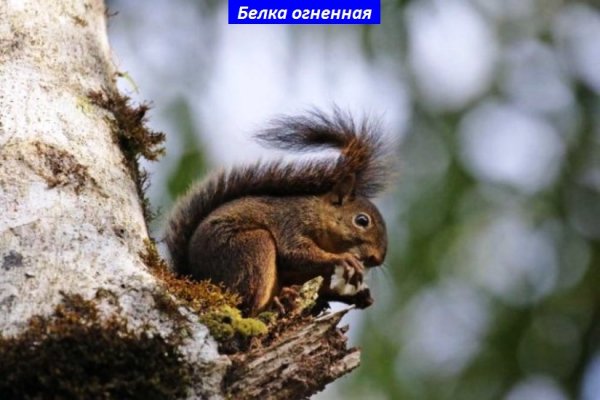 Белка огненная