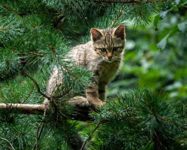 Dikii-kot-kotenok-vetki-lesnoi-kot-koshka