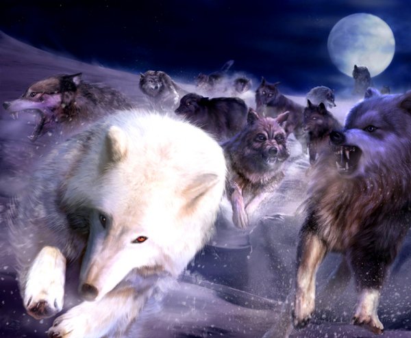 pack of wolves