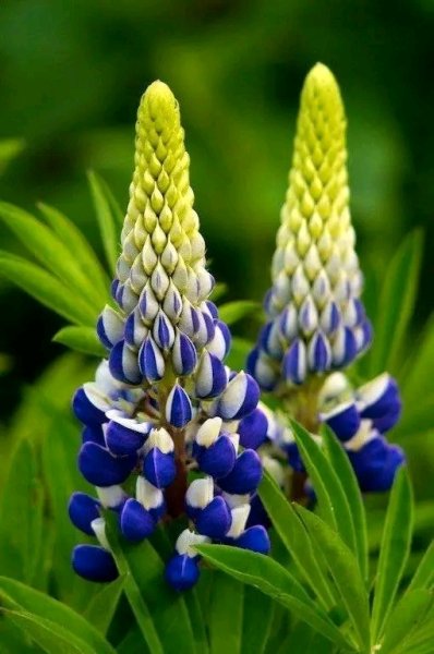file_96309647