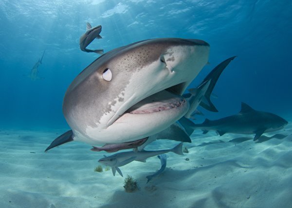 Sharks Underwater world 584169 600x428