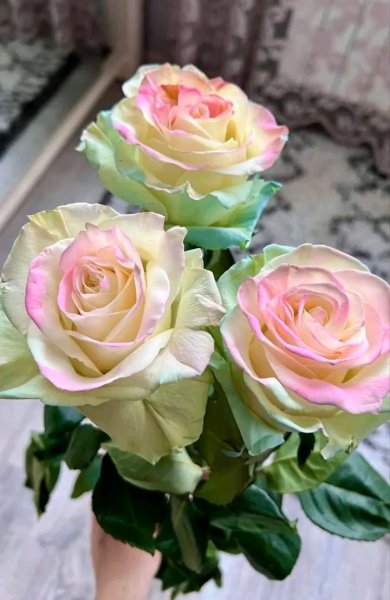 file_95827255