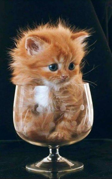 котейка