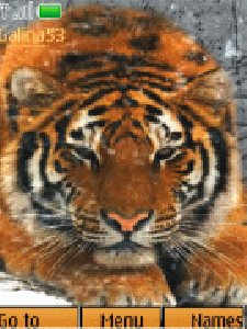 tiger-animation by galina