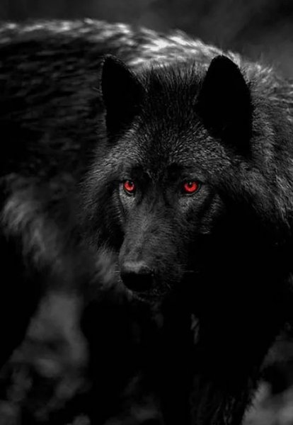 wolf