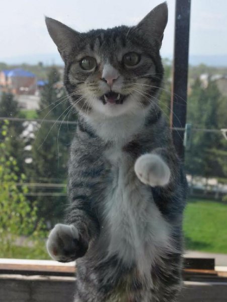 Кошак орёт