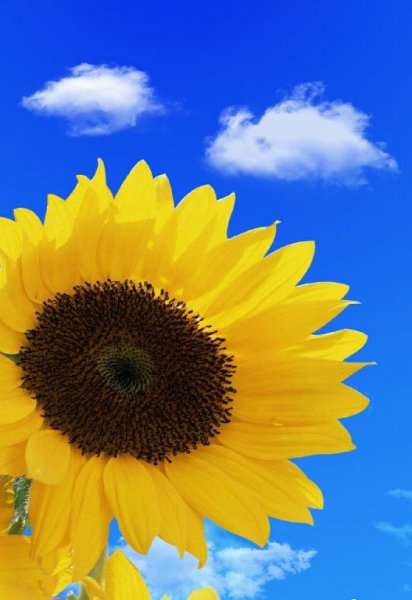 Micromax Flower