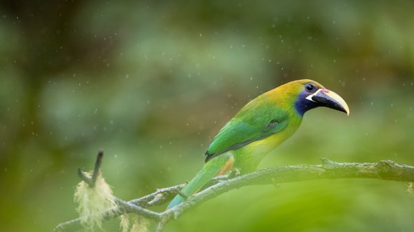 LittleToucanet ROW7160252018 UHD